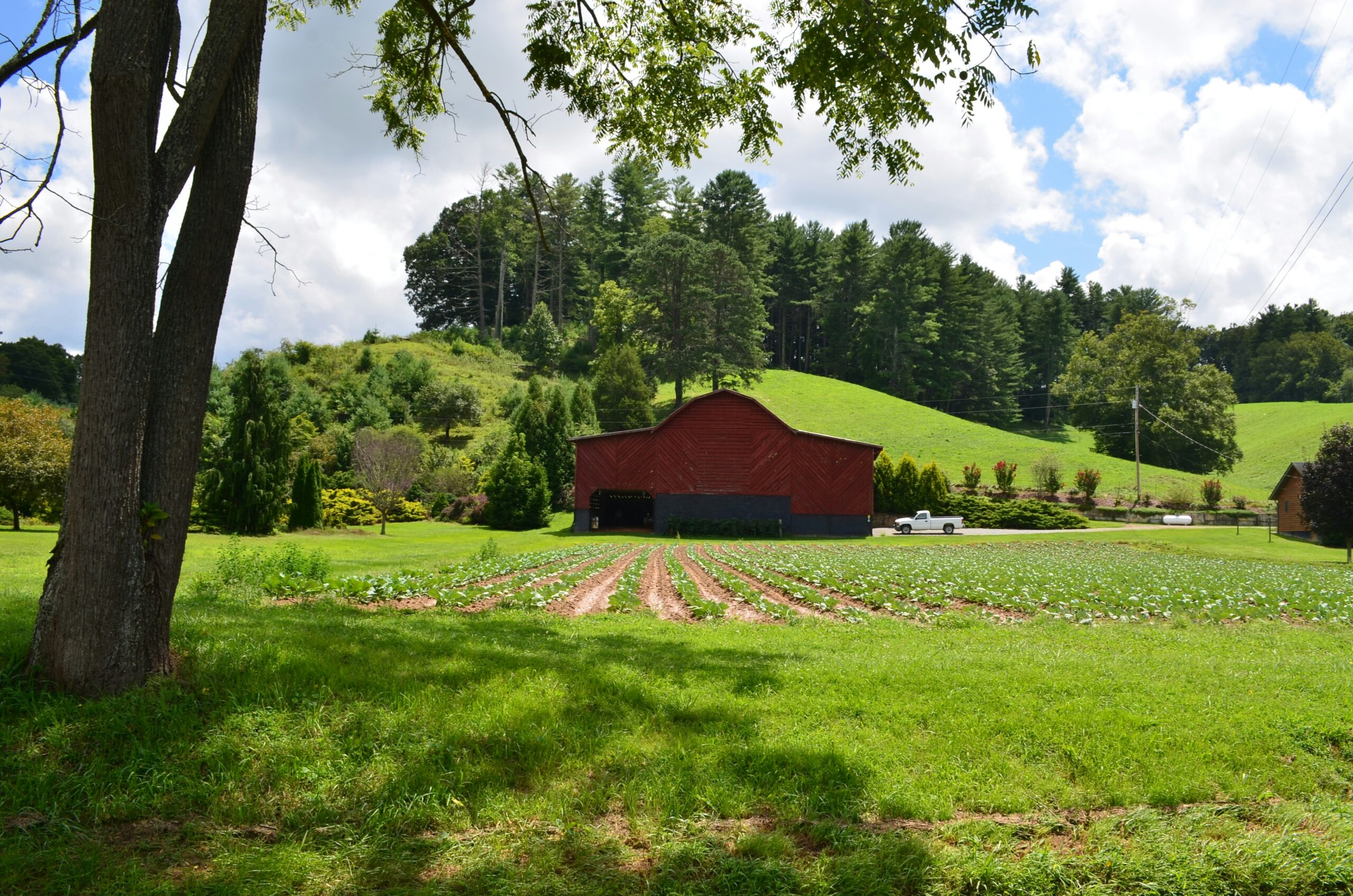 How to Become Self-Sufficient on ¼ Acre